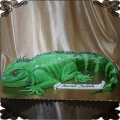 158 Tort jaszczur kameleon iguana duży przestrzenny gad zielone zwierze